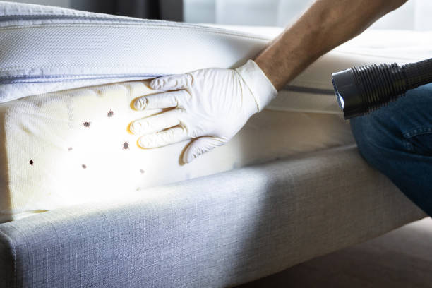 Best Affordable Pest Control Services  in Arlington, TX