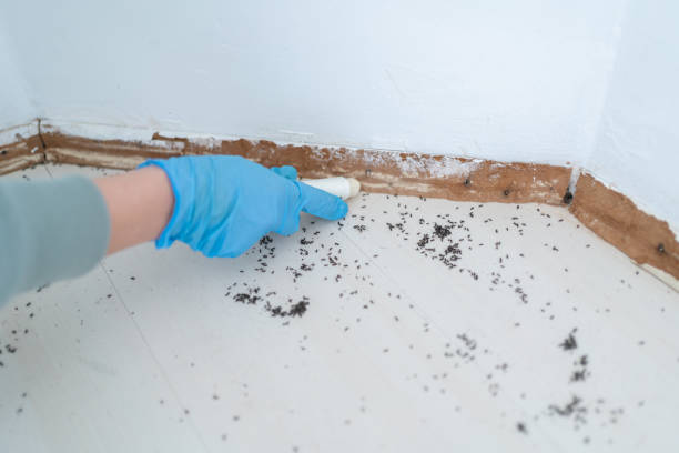 Best Insect Control  in Arlington, TX